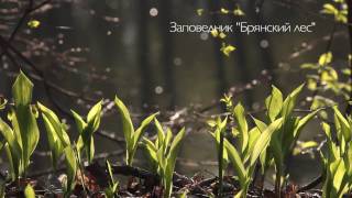 Заповедник "Брянский лес". НАЧАЛО МАЯ.