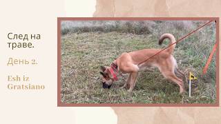 #malinois Дрессировка щенка бельгийский овчарки малинуа по следу.