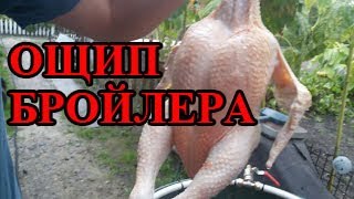 Ощипка бройлеров в самодельной перосъемной машине.