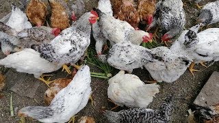 ??КУРЫ МАСТЕР ГРЕЙ И ДОМИНАНТ 5 месяцев. Довольна ли я этими кроссами