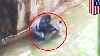 Harambe: How it went down - TomoNews
