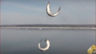 Рыбалка на Енисее ловим рыбу елец. Наживка веснянка Лесосибирск 24 апреля 2017
