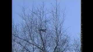 Русские Витязи войсковая часть 62231-4 (23485)