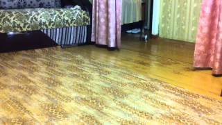 Кот как собака / Cat how dog