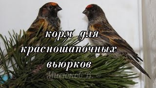 Корм для красношапочных вьюрков