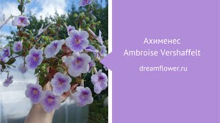 Ахименес Ambroise Versсhaffelt