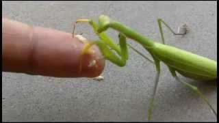 Praying Mantis Hand Feeding