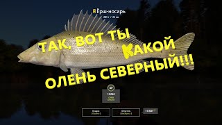 РУССКАЯ РЫБАЛКА 4, РЕКА ВЬЮНОК, ЛОВЛЮ УКЛЕЙКУ ДЛЯ ЖИВЦА!