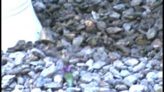 Hummingbird Mating Dance