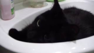 Кот спит в раковине