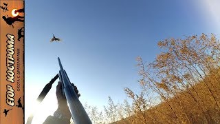ОХОТА С ДРАТХААРАМИ НА ФАЗАНА.Конец осени (20 ноября 2017).