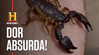 Picada de escorpião preto é assustadora! | ATAQUE ANIMAL | HISTORY