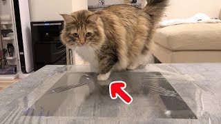 猫にサランラップドッキリ仕掛けてみた