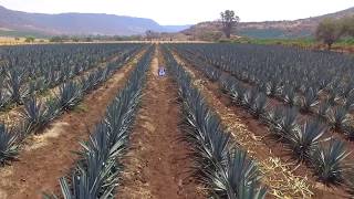 Fertilización de Agave, Programa de Nutrición Yara