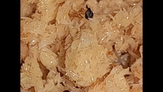 تغذية الطيور علي يرقات ذبابة الBSF الجندي الاسود black soldier fly مشروع مربح جدا