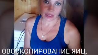 Овоскопирование яиц на седьмой день инкубации.
