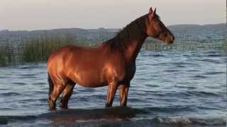 Pferd im Wasser (schwimmt) (HD)