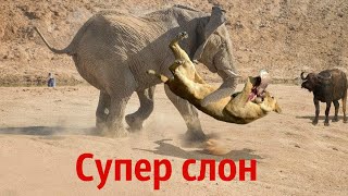 Шахматы супер слон