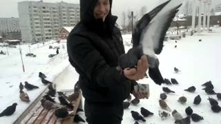 ручные голуби Кодинск 1