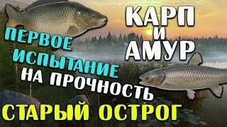 РУССКАЯ РЫБАЛКА 4. Фарм серебра на Остроге. Где и на что ловить Карпа и Амура на Старом Остроге