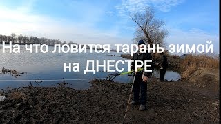 Ловим на Днестре в Маяках тарань 10 января,