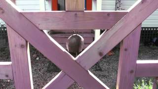 Sound Test: New Bell on the Garden Gate