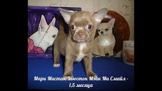 ЧИХУАХУА МИНИ И СТАНДАРТ - РЕДКИЕ ОКРАСЫ