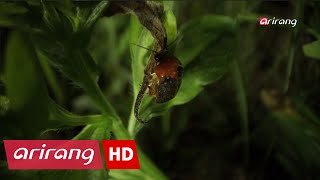 KOREAN NATURAL MONUMENT ANIMAL _ Fireflies(반딧불이)