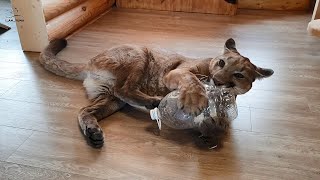 Пума Месси в прекрасном настроении. Бешеные игры
