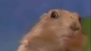Мем драманский бурундук смех!!!