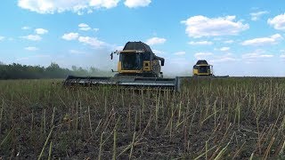 Уборка подсолнуха! Научные эксперименты.