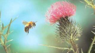 Rimsky-Korsakov: "Flight of the Bumble-Bee"