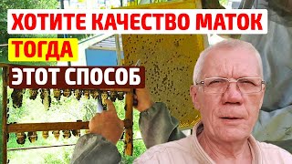 КАК ВЫВЕСТИ  КАЧЕСТВЕННЫХ МАТОК без ОСИРОТЕНИЯ
