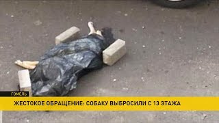 Жестокое преступление произошло в Гомеле. Из многоэтажки выбросили собаку