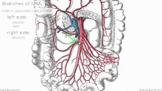 Superior Mesenteric Artery - Anatomy Tutorial