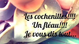 Comment se débarrasser des cochenilles sur les plantes succulentes?