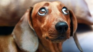 Смешные таксы. Funny Dachshund