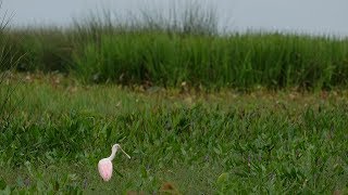 Sabine Ranch: Adding To Texas' Land Legacy