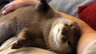 カワウソさくら 目を覚ますも飼い主の腕で二度寝するカワウソ otter that sleeps surrounded by its owner's arm