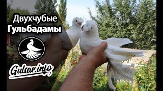 ДВУХЧУБЫЕ ГУЛЬБАДАМЫ / PIGEONS / TAUBE  #Gulsarinfo©