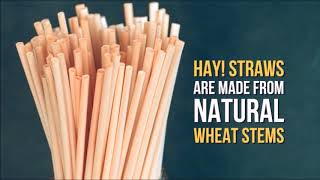 100% Biodegradable - Wheat Stem Drinking Straws