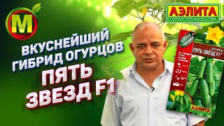 ? ВКУСНЕЙШИЙ гибрид ОГУРЦОВ для посадки в 2019. Гибрид Пять Звезд F1