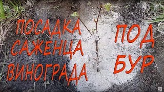 ПОСАДКА САЖЕНЦА ВИНОГРАДА ПОД БУР/ ГОТОВИМ ЛУНКУ ДЛЯ ВИНОГРАДА