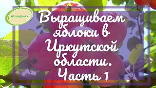 Лекция про выращивание яблок в Иркутской области.  Часть 1. Ефимов Игорь