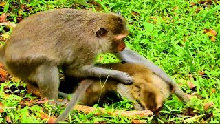 Monkey fight adult very cruel , Monkey screaming loudly cos hurt , very pity monkey #1989