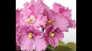 Результат использования цитокинина на фиалке.
