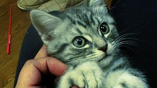 かわいい子猫がデブ猫になるまでの記録　Record fat cute kittens