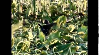 Sawgrass Recreation Park Promo Video- Highlights of our park