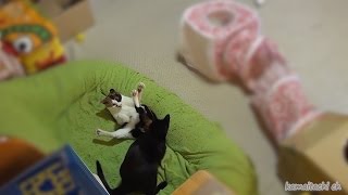 黒猫のクロ 去勢術後2日目 Kuro of black kitten,Day 2 from castration surgery【瀬戸の黒猫日記】