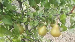 Збирання Талгарськоі красуні 09.09.2017. (harvesting pears)